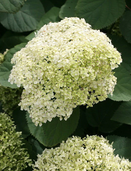 Гортензия древовидная `Лайм Рики`, Hydrangea arborescens `Lime Rickey`®